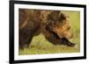 European Brown Bear (Ursus Arctos) Walking, Kuhmo, Finland, July 2009-Widstrand-Framed Photographic Print