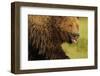 European Brown Bear (Ursus Arctos) with Mouth Open, Kuhmo, Finland, July 2009-Widstrand-Framed Photographic Print