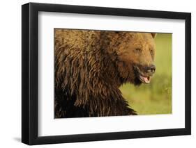 European Brown Bear (Ursus Arctos) with Mouth Open, Kuhmo, Finland, July 2009-Widstrand-Framed Photographic Print