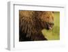 European Brown Bear (Ursus Arctos) with Mouth Open, Kuhmo, Finland, July 2009-Widstrand-Framed Photographic Print