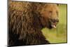 European Brown Bear (Ursus Arctos) with Mouth Open, Kuhmo, Finland, July 2009-Widstrand-Mounted Photographic Print