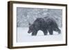 European brown bear walking in a blizzard, Finland, Scandinavia, Europe-Kyle Moore-Framed Photographic Print