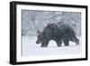 European brown bear walking in a blizzard, Finland, Scandinavia, Europe-Kyle Moore-Framed Photographic Print