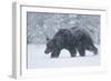 European brown bear walking in a blizzard, Finland, Scandinavia, Europe-Kyle Moore-Framed Photographic Print