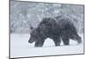 European brown bear walking in a blizzard, Finland, Scandinavia, Europe-Kyle Moore-Mounted Photographic Print