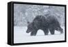 European brown bear walking in a blizzard, Finland, Scandinavia, Europe-Kyle Moore-Framed Stretched Canvas