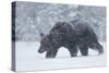 European brown bear walking in a blizzard, Finland, Scandinavia, Europe-Kyle Moore-Stretched Canvas