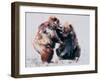 European Brown Bears, 2001-Mark Adlington-Framed Giclee Print