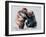 European Brown Bears, 2001-Mark Adlington-Framed Giclee Print