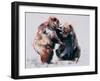 European Brown Bears, 2001-Mark Adlington-Framed Giclee Print