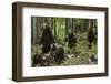 European brown bears (Ursus arctos) and cubs, Slovenia, Europe-Sergio Pitamitz-Framed Photographic Print