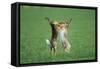 European Brown Hare Boxing-null-Framed Stretched Canvas