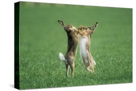 European Brown Hare Boxing-null-Stretched Canvas