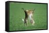 European Brown Hare Boxing-null-Framed Stretched Canvas
