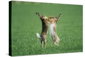 European Brown Hare Boxing-null-Stretched Canvas