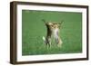 European Brown Hare Boxing-null-Framed Premium Photographic Print