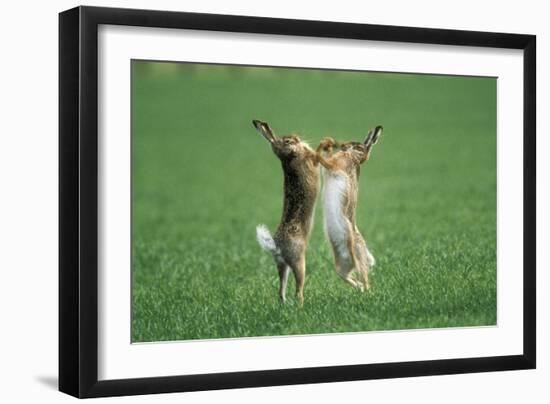 European Brown Hare Boxing-null-Framed Premium Photographic Print