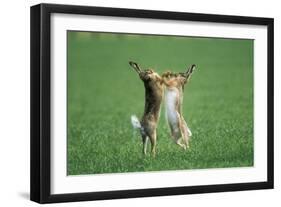 European Brown Hare Boxing-null-Framed Premium Photographic Print