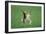 European Brown Hare Boxing-null-Framed Premium Photographic Print