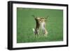 European Brown Hare Boxing-null-Framed Premium Photographic Print