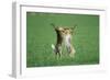 European Brown Hare Boxing-null-Framed Premium Photographic Print