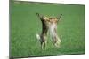 European Brown Hare Boxing-null-Mounted Premium Photographic Print