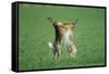 European Brown Hare Boxing-null-Framed Stretched Canvas