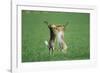 European Brown Hare Boxing-null-Framed Photographic Print