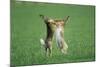 European Brown Hare Boxing-null-Mounted Photographic Print