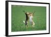 European Brown Hare Boxing-null-Framed Photographic Print
