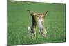 European Brown Hare Boxing-null-Mounted Photographic Print