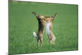 European Brown Hare Boxing-null-Mounted Photographic Print