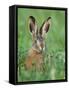 European Brown Hare Juvenile in Field, Lake Neusiedl, Austria-Rolf Nussbaumer-Framed Stretched Canvas