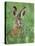 European Brown Hare Juvenile in Field, Lake Neusiedl, Austria-Rolf Nussbaumer-Stretched Canvas