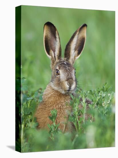 European Brown Hare Juvenile in Field, Lake Neusiedl, Austria-Rolf Nussbaumer-Stretched Canvas