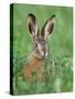 European Brown Hare Juvenile in Field, Lake Neusiedl, Austria-Rolf Nussbaumer-Stretched Canvas