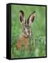 European Brown Hare Juvenile in Field, Lake Neusiedl, Austria-Rolf Nussbaumer-Framed Stretched Canvas