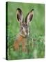 European Brown Hare Juvenile in Field, Lake Neusiedl, Austria-Rolf Nussbaumer-Stretched Canvas