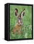 European Brown Hare Juvenile in Field, Lake Neusiedl, Austria-Rolf Nussbaumer-Framed Stretched Canvas