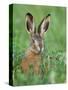 European Brown Hare Juvenile in Field, Lake Neusiedl, Austria-Rolf Nussbaumer-Stretched Canvas