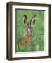 European Brown Hare Juvenile in Field, Lake Neusiedl, Austria-Rolf Nussbaumer-Framed Photographic Print