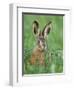 European Brown Hare Juvenile in Field, Lake Neusiedl, Austria-Rolf Nussbaumer-Framed Photographic Print