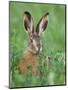 European Brown Hare Juvenile in Field, Lake Neusiedl, Austria-Rolf Nussbaumer-Mounted Photographic Print