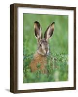 European Brown Hare Juvenile in Field, Lake Neusiedl, Austria-Rolf Nussbaumer-Framed Photographic Print