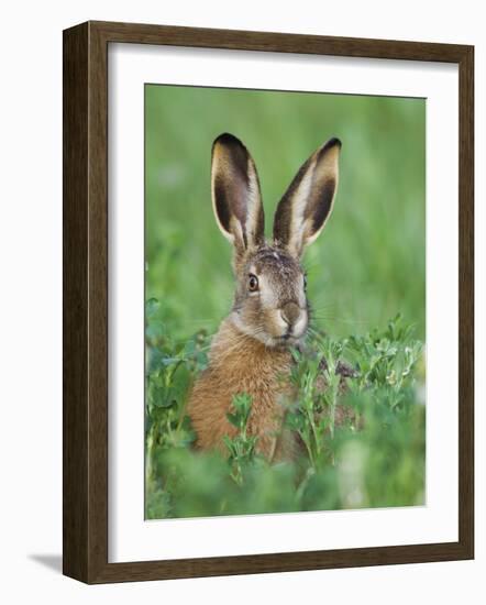 European Brown Hare Juvenile in Field, Lake Neusiedl, Austria-Rolf Nussbaumer-Framed Photographic Print