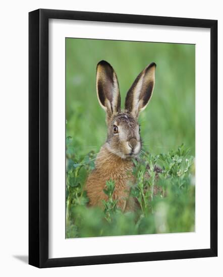 European Brown Hare Juvenile in Field, Lake Neusiedl, Austria-Rolf Nussbaumer-Framed Photographic Print