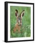 European Brown Hare Juvenile in Field, Lake Neusiedl, Austria-Rolf Nussbaumer-Framed Photographic Print