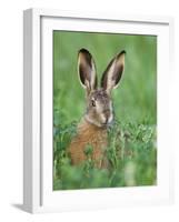 European Brown Hare Juvenile in Field, Lake Neusiedl, Austria-Rolf Nussbaumer-Framed Photographic Print