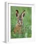 European Brown Hare Juvenile in Field, Lake Neusiedl, Austria-Rolf Nussbaumer-Framed Photographic Print