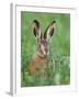 European Brown Hare Juvenile in Field, Lake Neusiedl, Austria-Rolf Nussbaumer-Framed Photographic Print